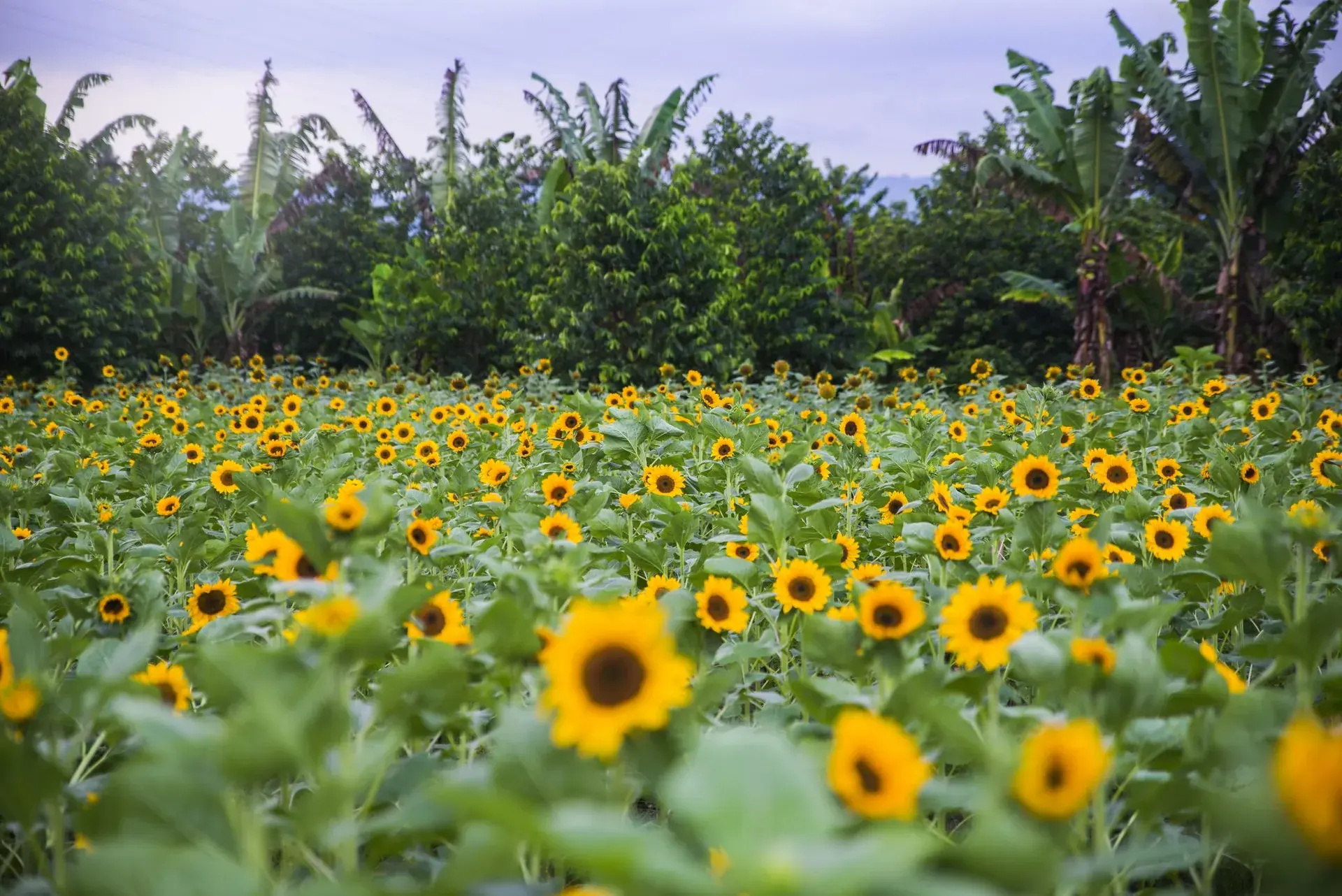 Sunflower Farm Experience