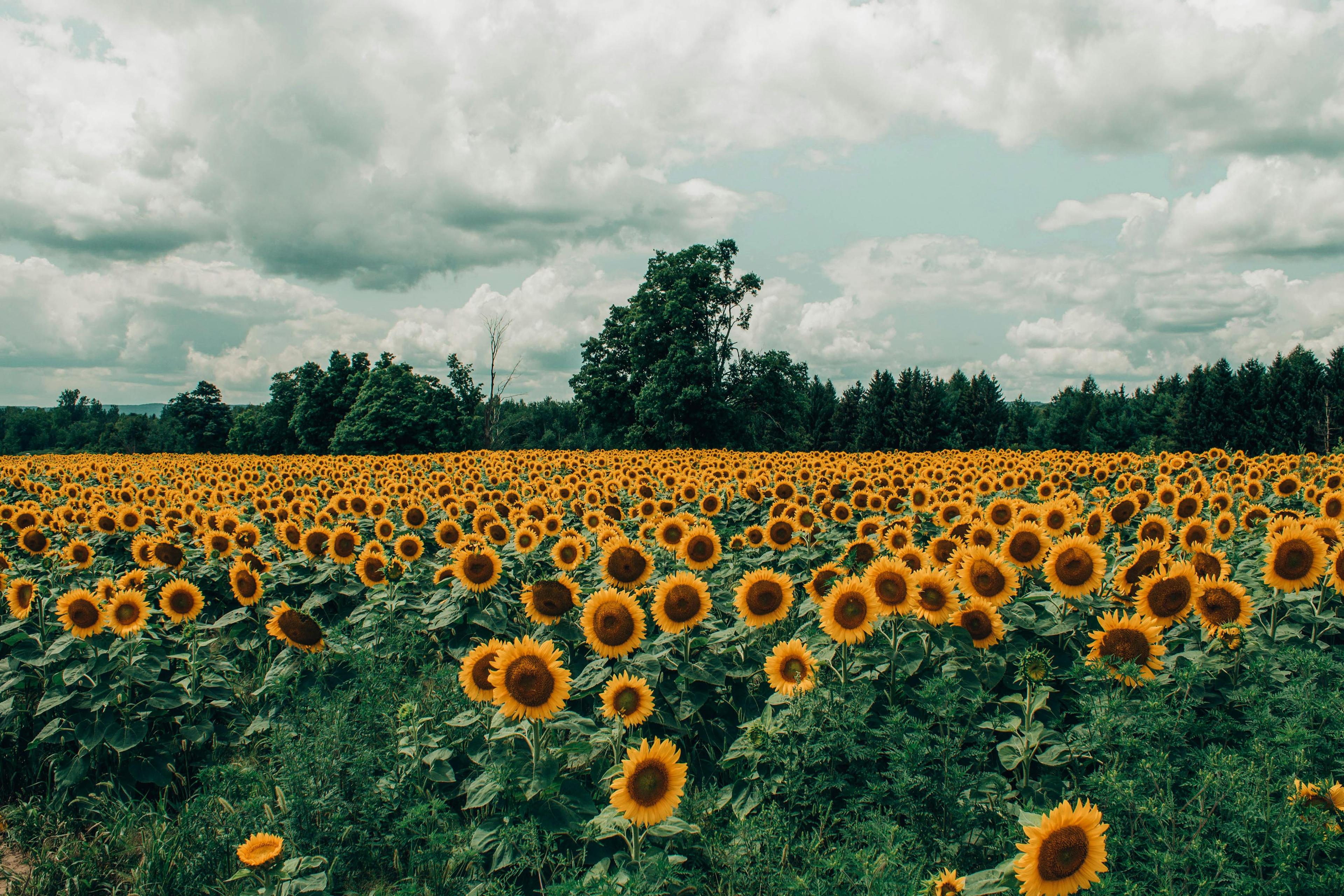 Pacol Sunflower Farm